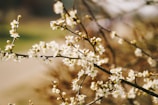 Branches of a tree adorned with small, delicate white flowers against a blurred background. The flowers are in full bloom, creating a sense of freshness and new beginnings.