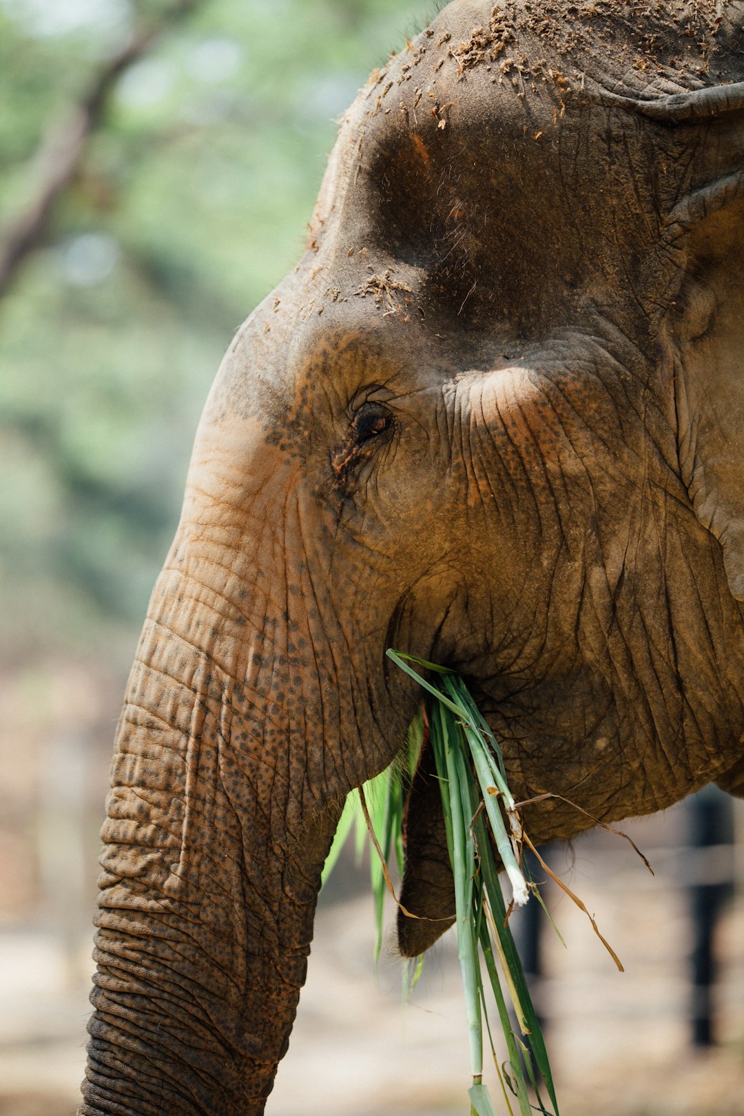 brown elephant in close-up photography