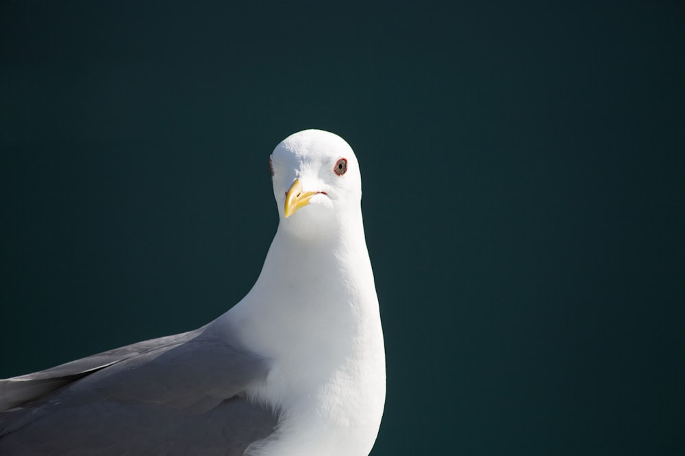 white and gray bird