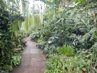 A lush indoor garden with a winding stone path surrounded by a variety of green foliage and ferns. The plants are dense, creating a jungle-like atmosphere with hanging moss and numerous leafy branches reaching out. Some flowering plants add subtle pops of color to the verdant scene.