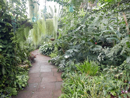 A lush indoor garden with a winding stone path surrounded by a variety of green foliage and ferns. The plants are dense, creating a jungle-like atmosphere with hanging moss and numerous leafy branches reaching out. Some flowering plants add subtle pops of color to the verdant scene.