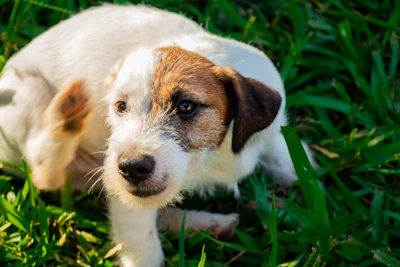 white and brown dog on grass during daytime
