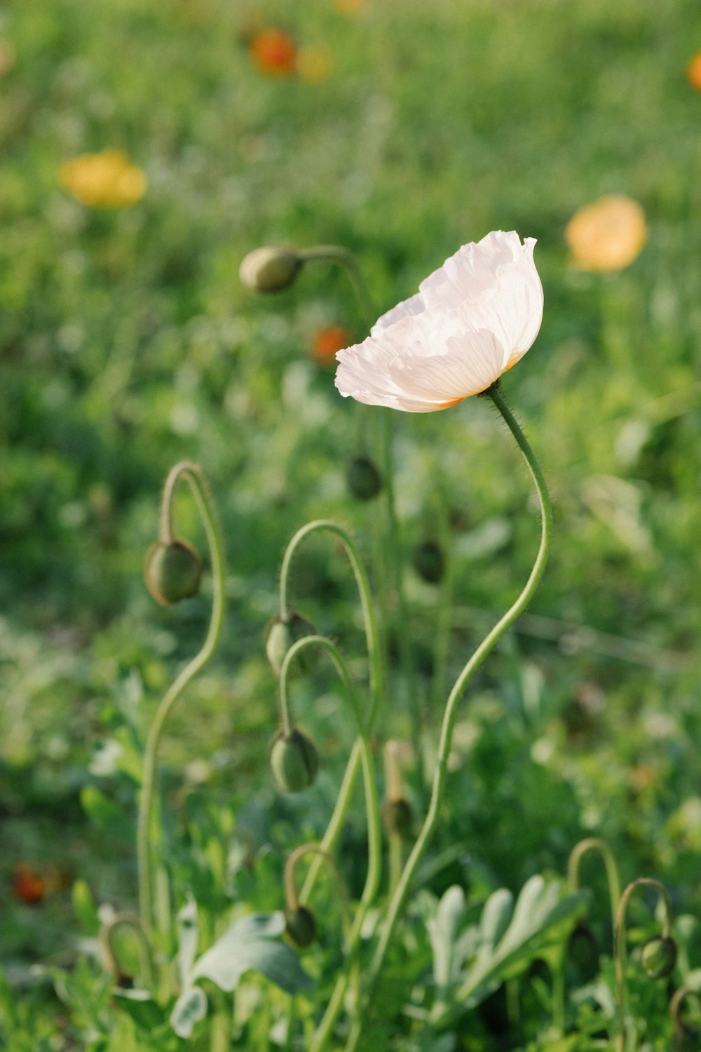 white petaled flower bloom