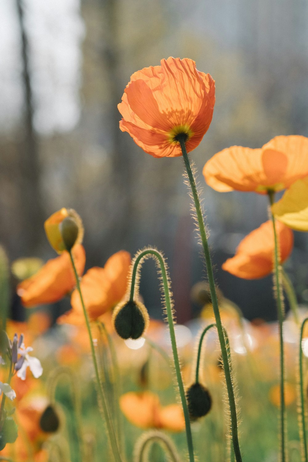 orange Poppy flower