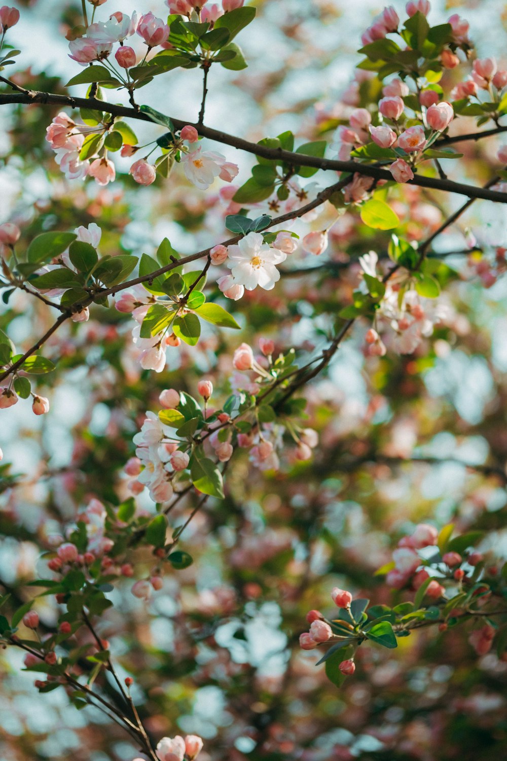 Selektive Fokusfotografie von weißen und rosafarbenen Blütenblättern