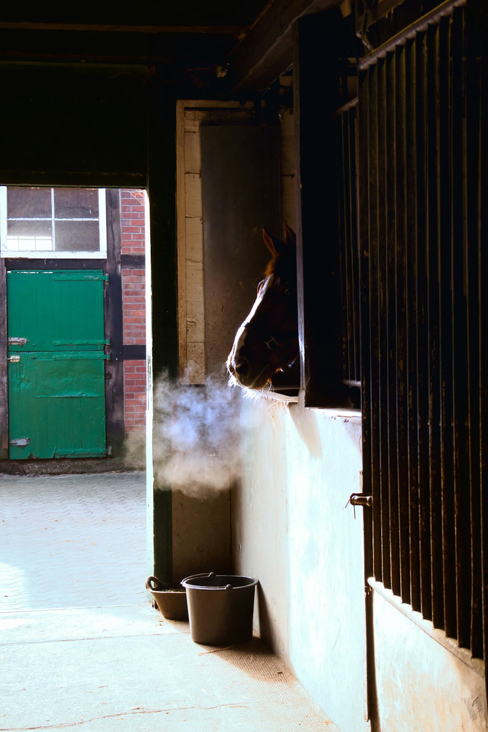 a horse sticking its head out of a stall