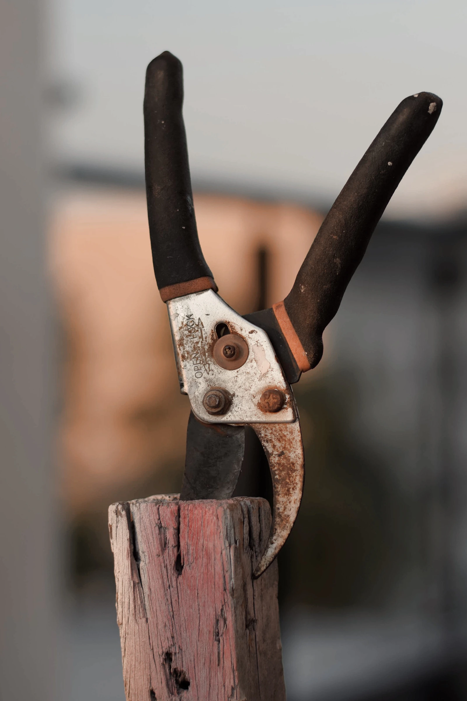 Pruning shears cutting a dead branch off a tree