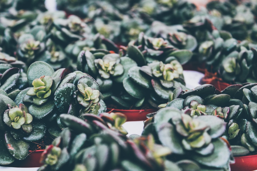 a bunch of green plants that are on a table