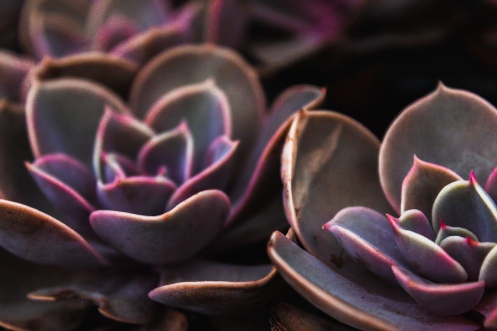 close-up photography of succulent plant