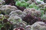 Clusters of succulents with densely packed rosettes feature spiky leaves in varying shades of green and purple. The intricate geometric patterns create a textured and lush visual effect.