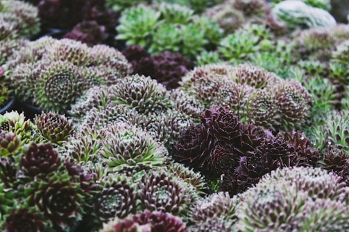 Clusters of succulents with densely packed rosettes feature spiky leaves in varying shades of green and purple. The intricate geometric patterns create a textured and lush visual effect.