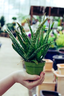 A gardener’s hand holding a small potted succulent with fresh green leaves