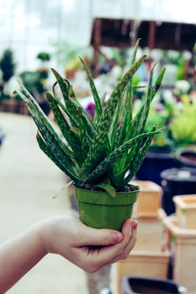 A gardener’s hand holding a small potted succulent with fresh green leaves