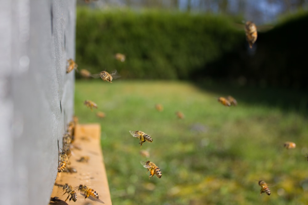 bees gathering near beehive