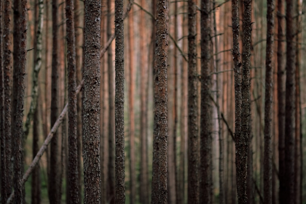 tall brown trees