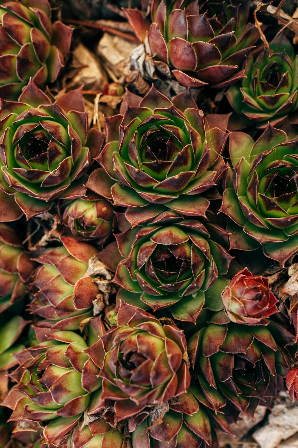 selective focus photography of pinecones