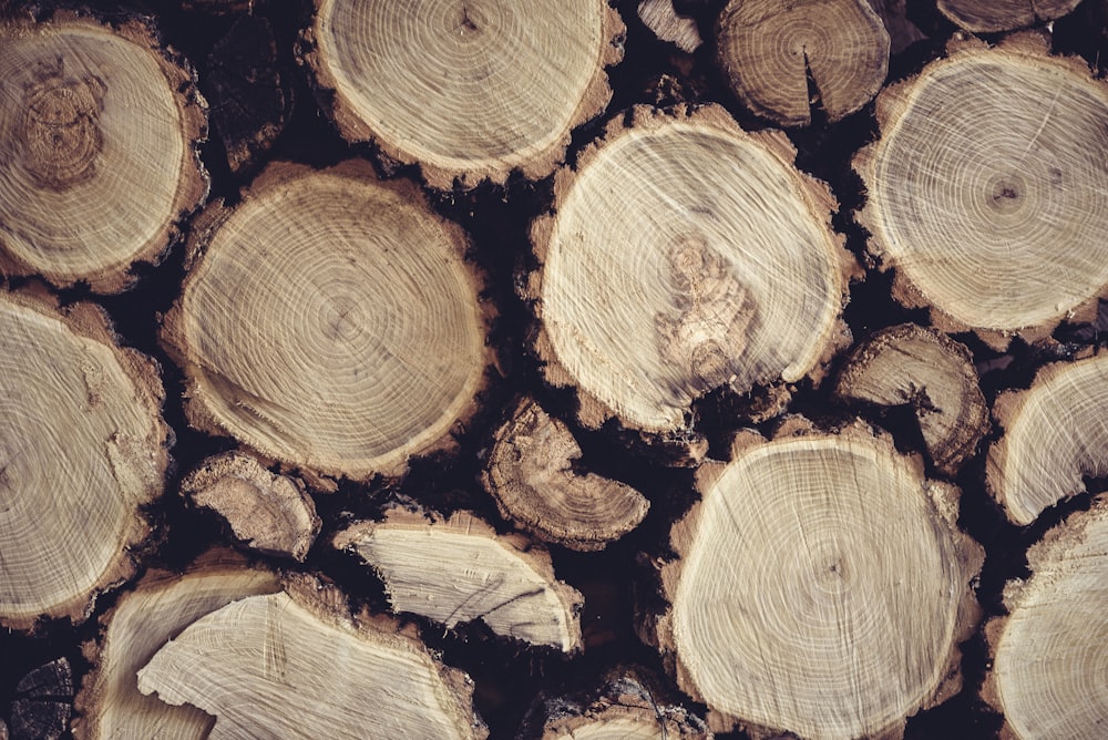 pile of tree log