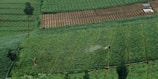 Farmers working together in an organic vegetable field.