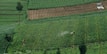 An expansive vegetable farm with neatly organized rows of crops, showing a lush green landscape. Two individuals are working in the fields, managing irrigation equipment that is currently spraying water on the plants.