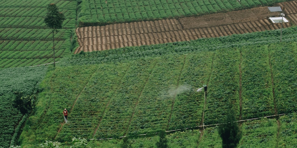 An expansive vegetable farm with neatly organized rows of crops, showing a lush green landscape. Two individuals are working in the fields, managing irrigation equipment that is currently spraying water on the plants.