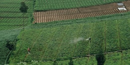 An expansive vegetable farm with neatly organized rows of crops, showing a lush green landscape. Two individuals are working in the fields, managing irrigation equipment that is currently spraying water on the plants.