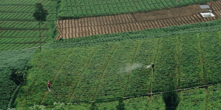 An expansive vegetable farm with neatly organized rows of crops, showing a lush green landscape. Two individuals are working in the fields, managing irrigation equipment that is currently spraying water on the plants.