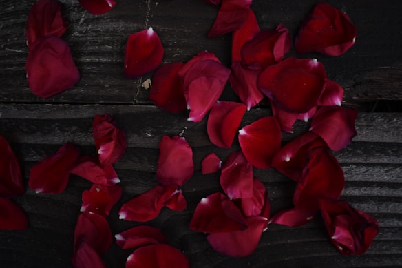 Scattered red rose petals lie on a dark wooden surface, creating a contrasting and dramatic visual effect.
