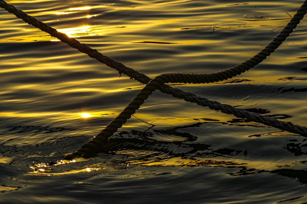 selective focus photography of ropes on body of water during golden hour