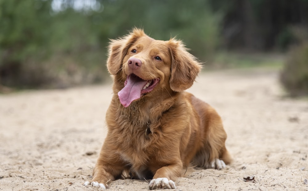 Fotografia a fuoco selettiva di cane marrone