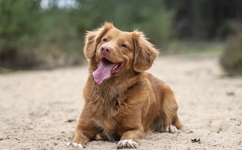 selective focus photography of brown dog