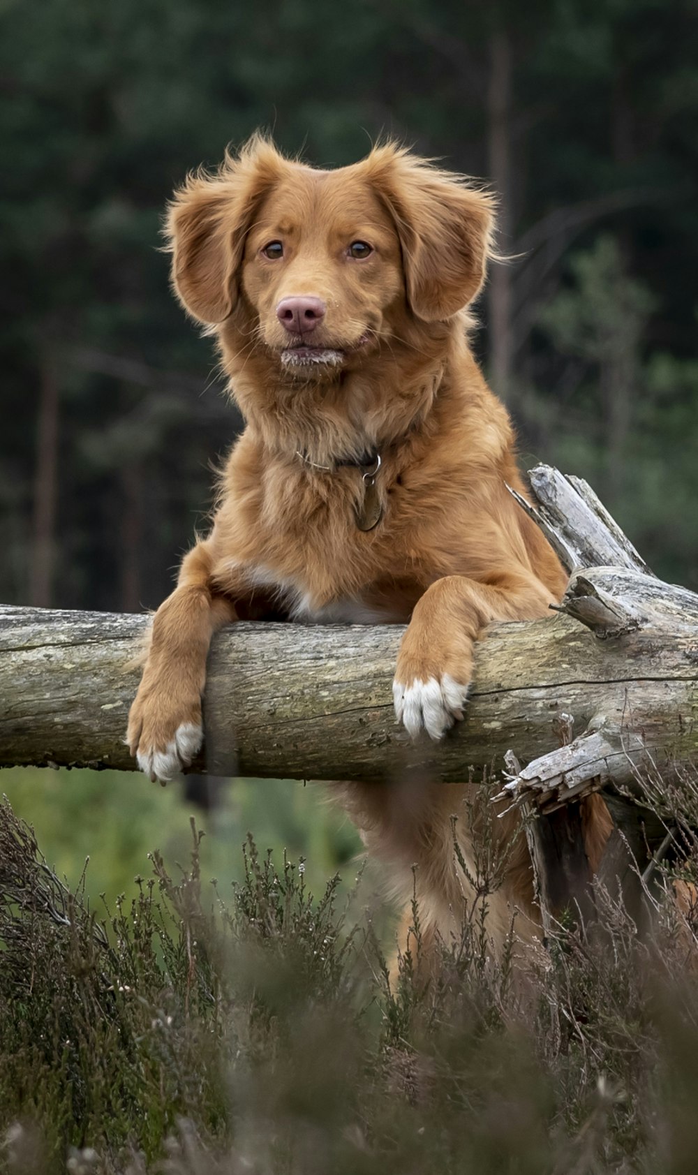 selective focus photography of short-coated brown dog during daytime