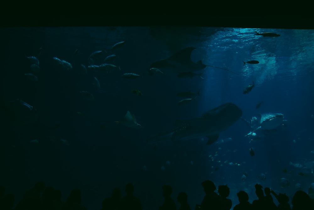 a group of people standing in front of a large aquarium