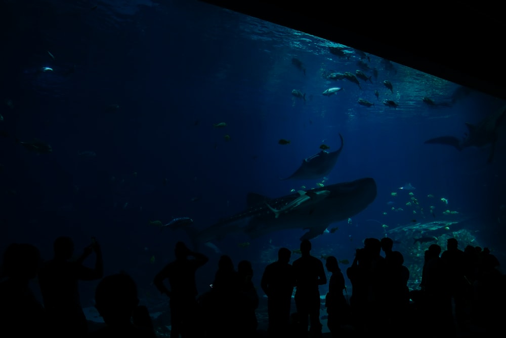 people watching school of fish