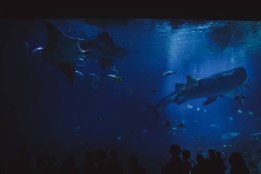 An underwater scene featuring several large marine animals including a whale shark and manta rays swimming among smaller fish. Silhouettes of people can be seen at the bottom, suggesting they are spectators observing the marine life from an aquarium tank.