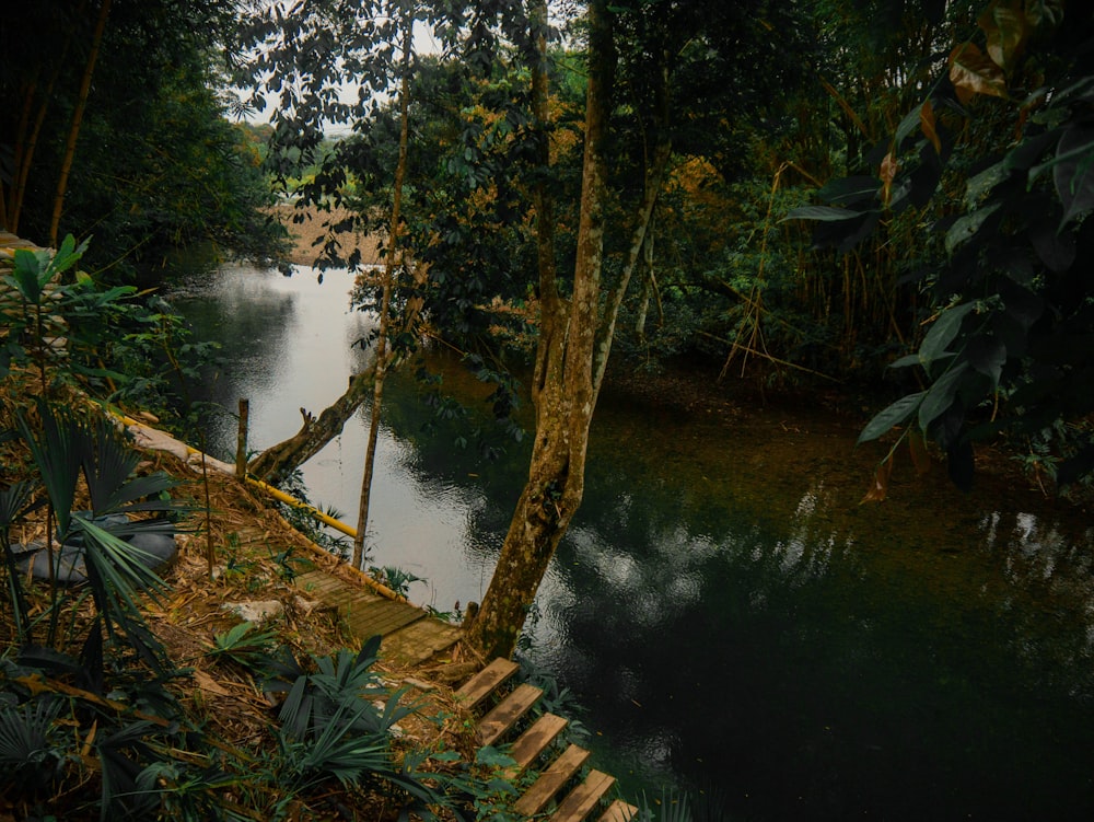 river surrounded by green trees