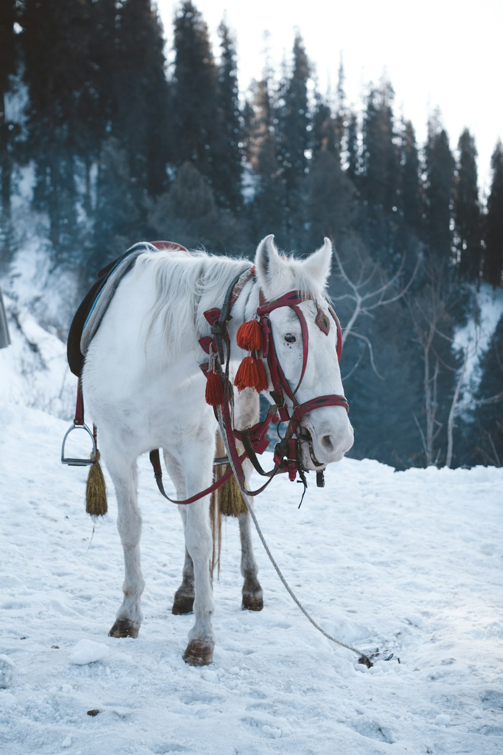 white horse on snow