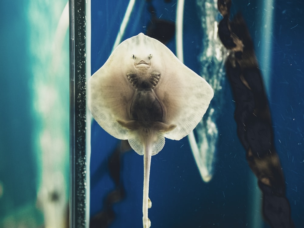 white squid underwater