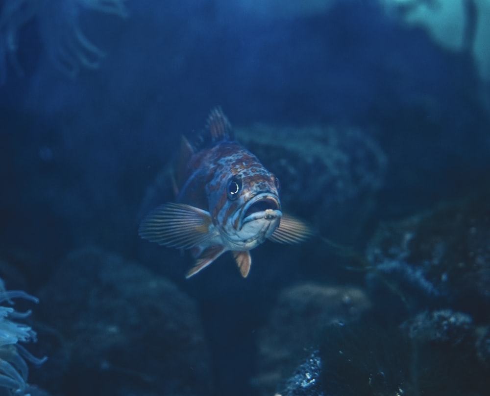 gray and brown fish underwater
