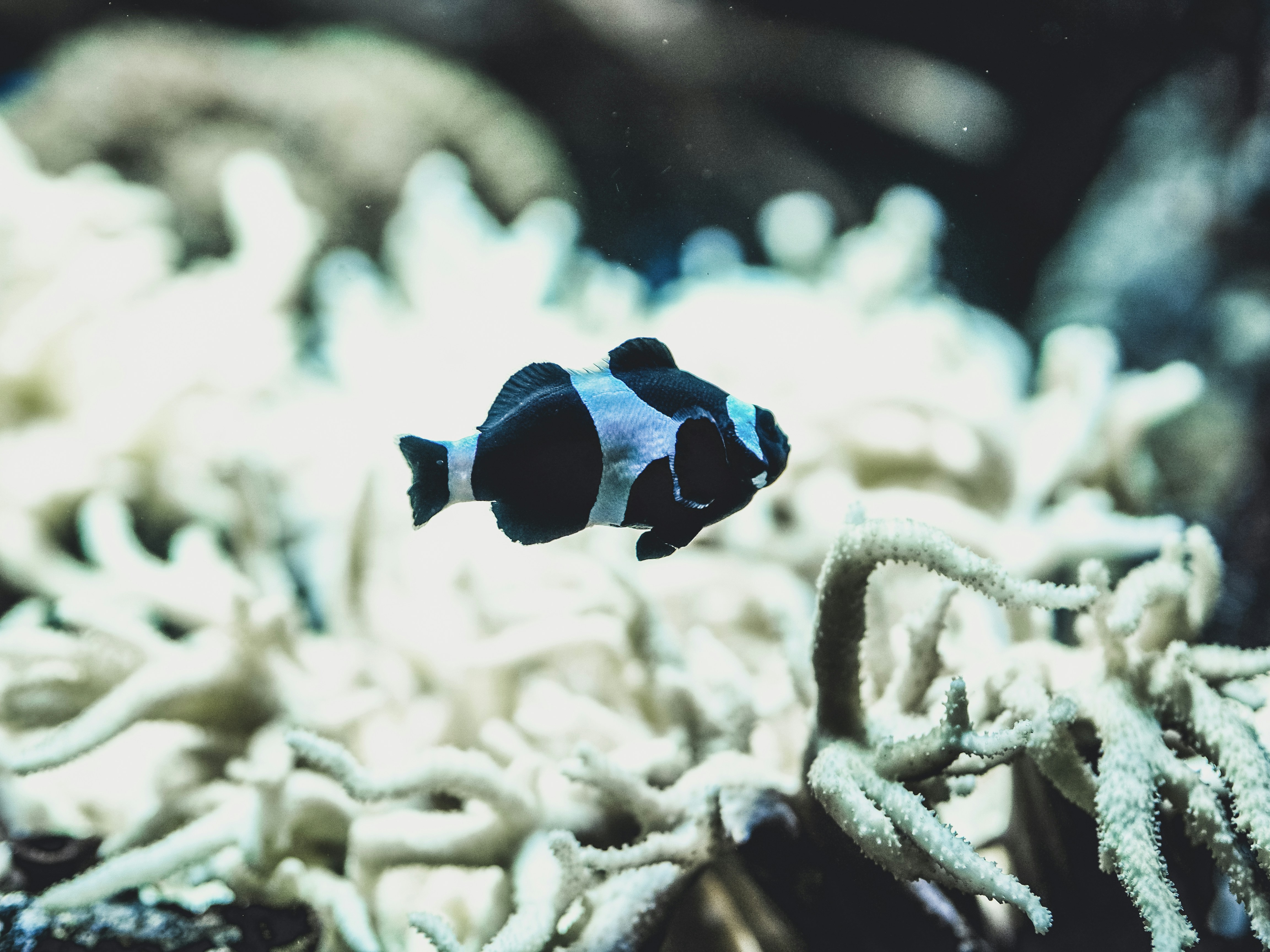 silver and black striped pet fish photo Free Image on Unsplash