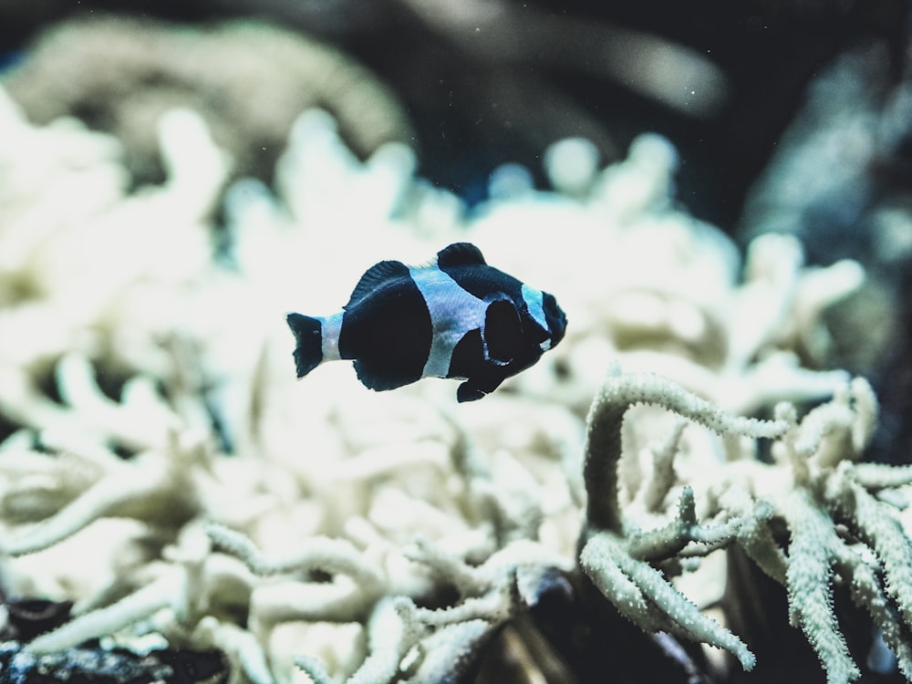 selective focus photography of black and white fish