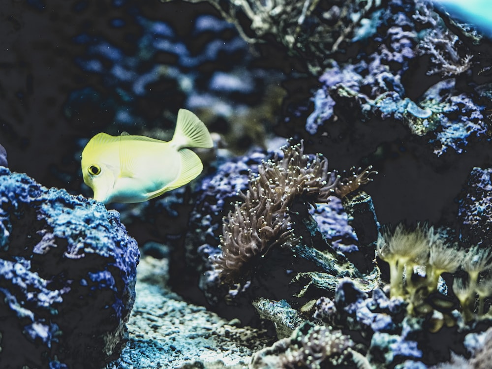 selective focus photography of yellow fish