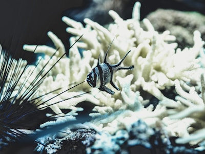 silver and black striped pet fish