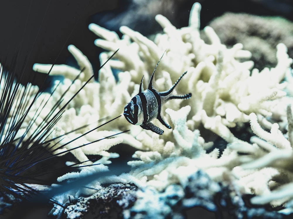 silver and black striped pet fish