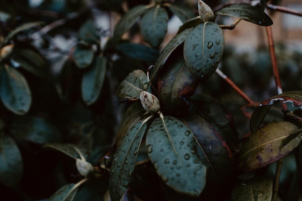 dew on green leaf