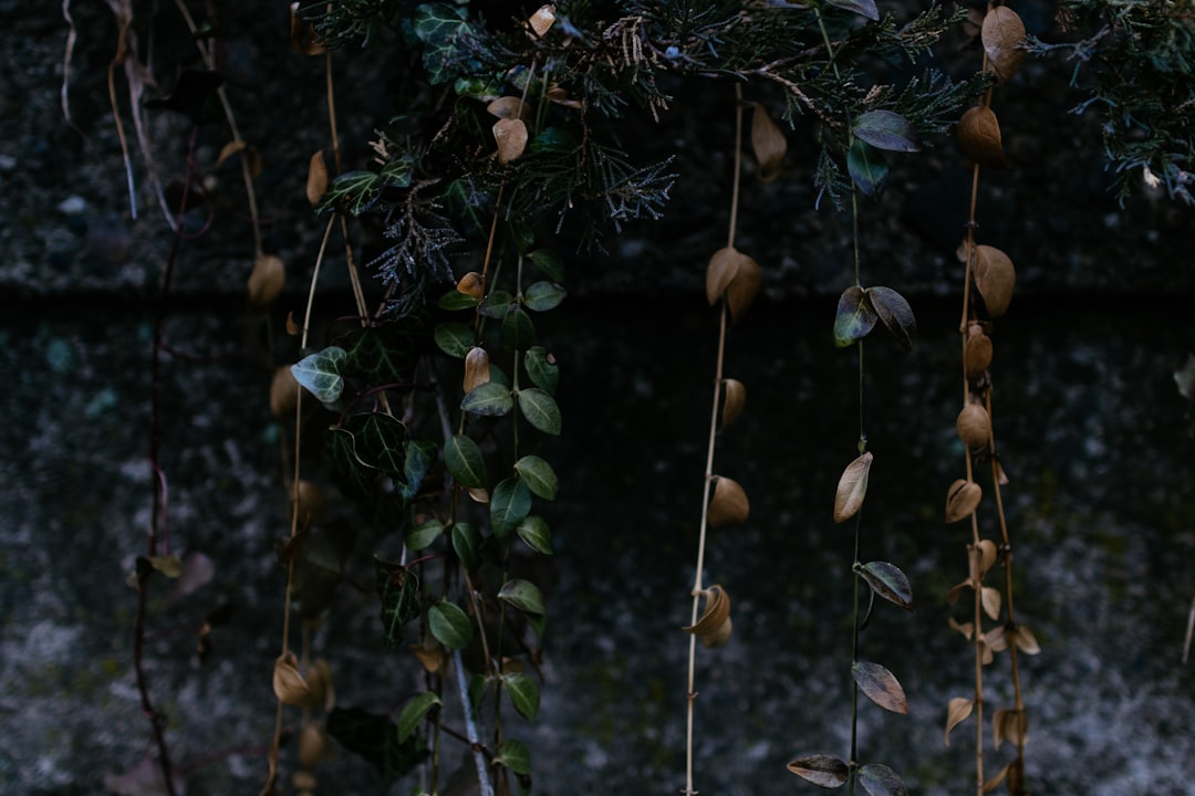 brown leaf vines