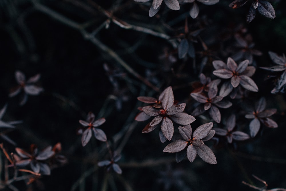 pink-leafed tree