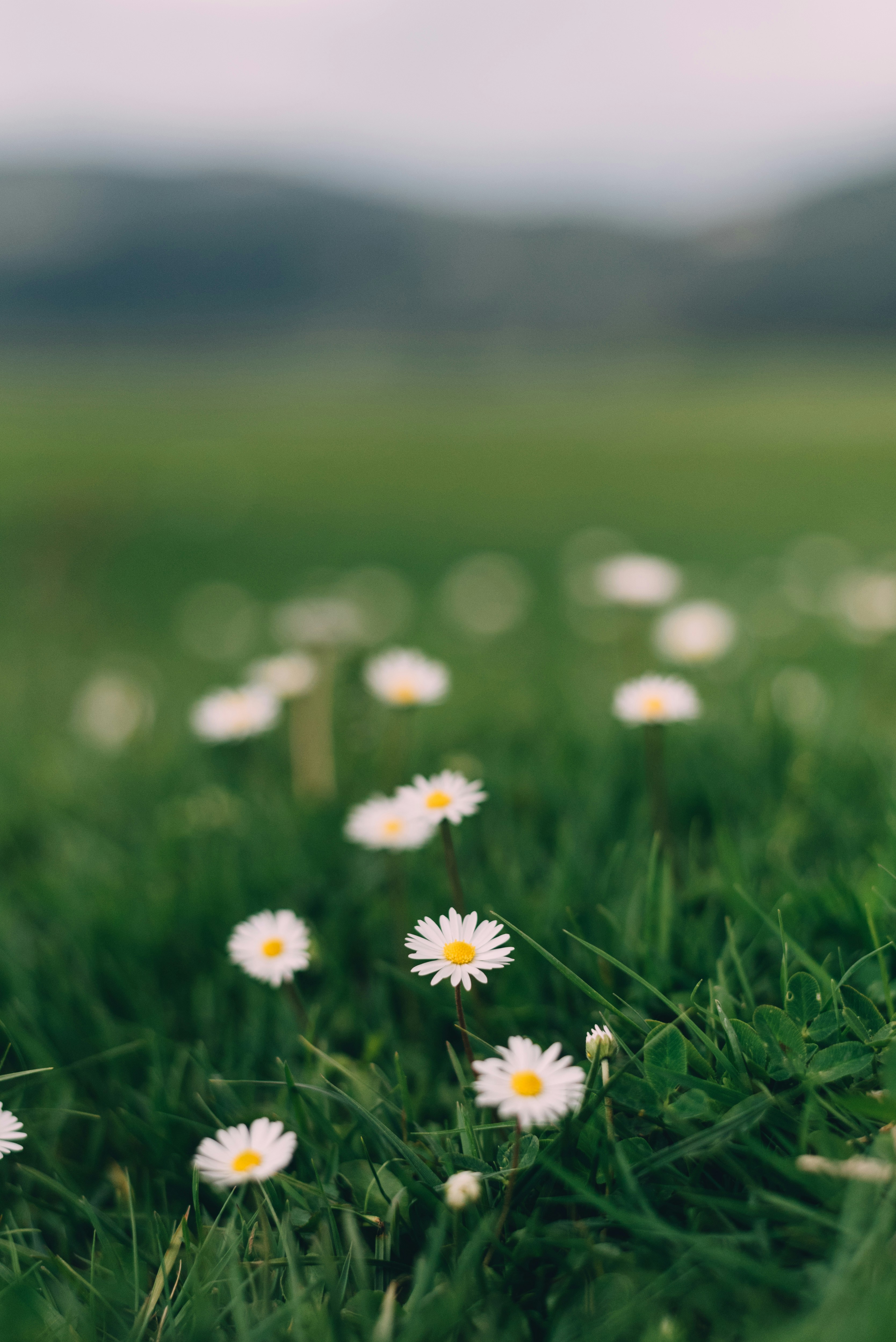 Daisy flowers photo – Free Flower Image on Unsplash, image size:3000x4494