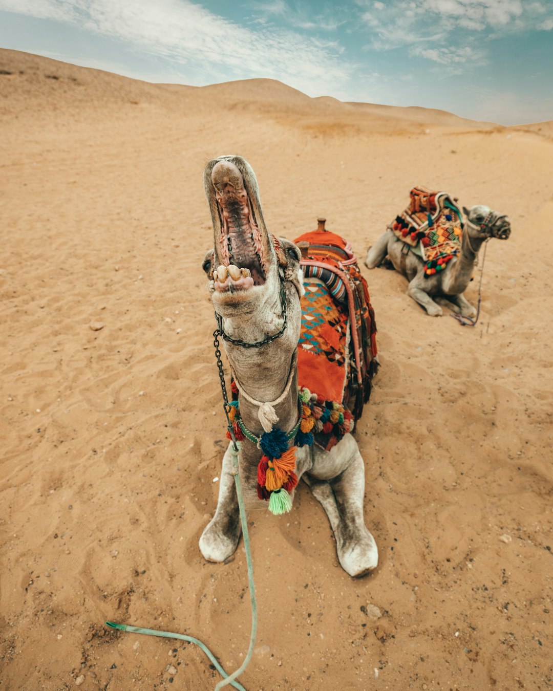 camel opening its mouth