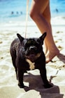 person holding leash of short-coated black dog on shore