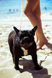 person holding leash of short-coated black dog on shore